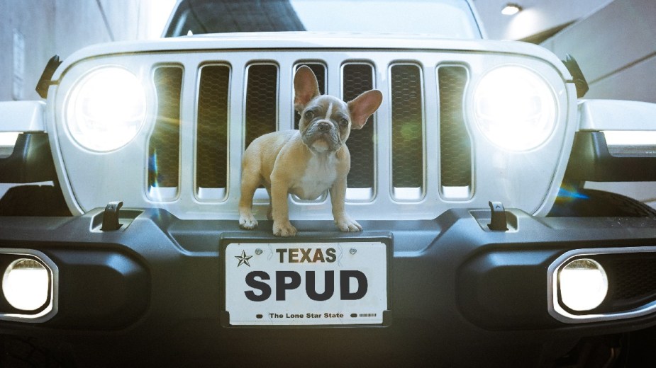 SPUD personalized plate with dog, showing how drivers with vanity license plates are dumber with lower IQ in study
