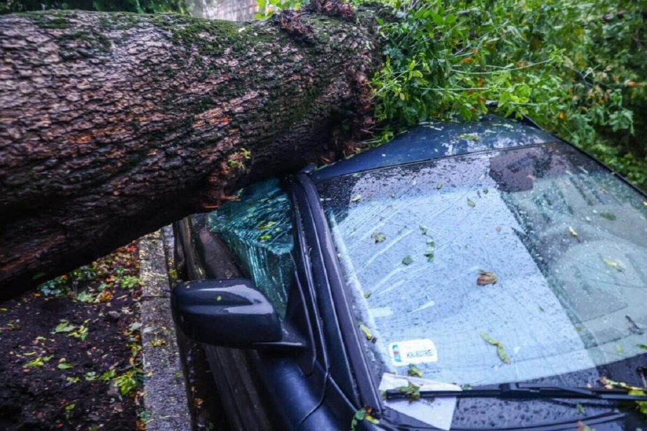 A tree falls on the roof of a car. 