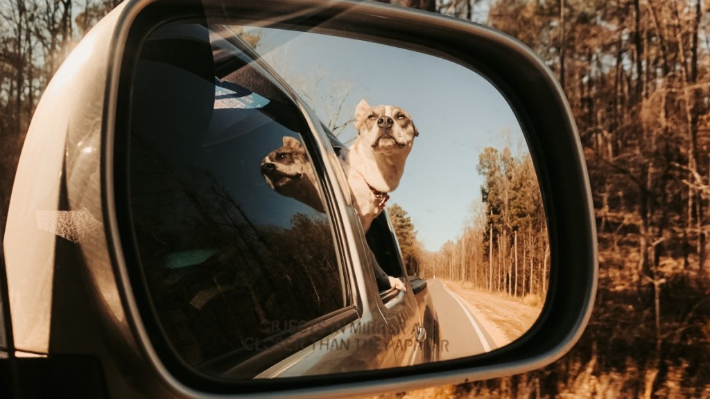 Dog in side-view mirror, showing why objects in car mirror are closer than they appear