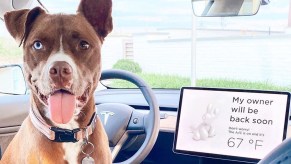 Tesla Dog Mode in Action - This convenience feature is one of the greatest benefits of driving an electric vehicle