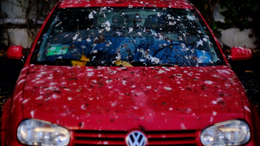 Bird poop like this can damage car paint