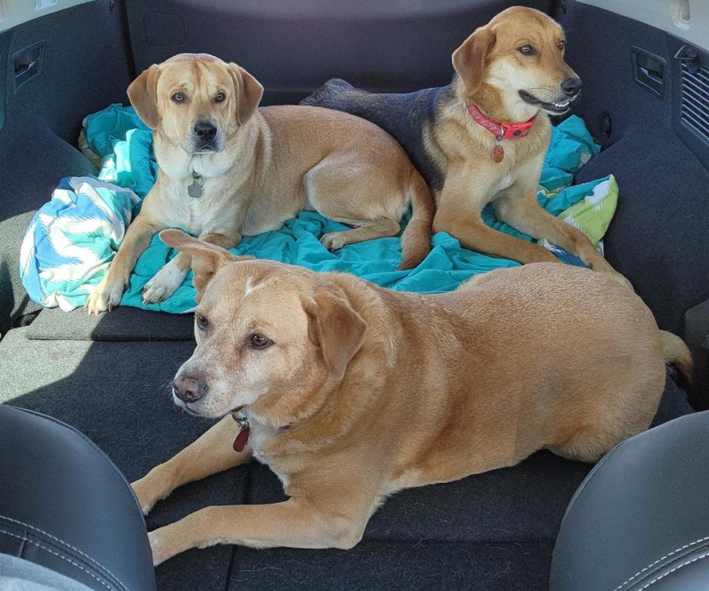 Create a DogFriendly Vehicle Best Car Features for Dogs