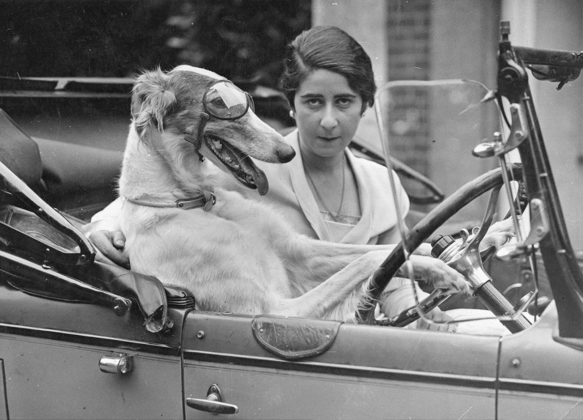 Dog Driving a car in an old photograph