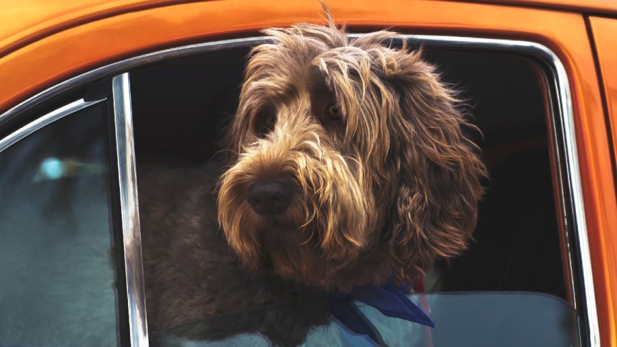 It's Illegal to Leave a Dog in a Hot Car in These States