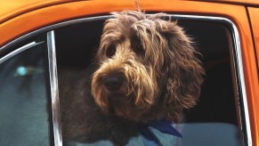 Dog inside orange vehicle, showing the states where it’s illegal to leave dog or other pet in hot car