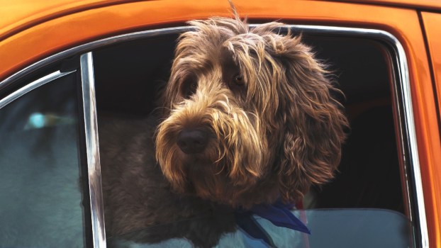 It’s Illegal to Leave a Dog in a Hot Car in These States
