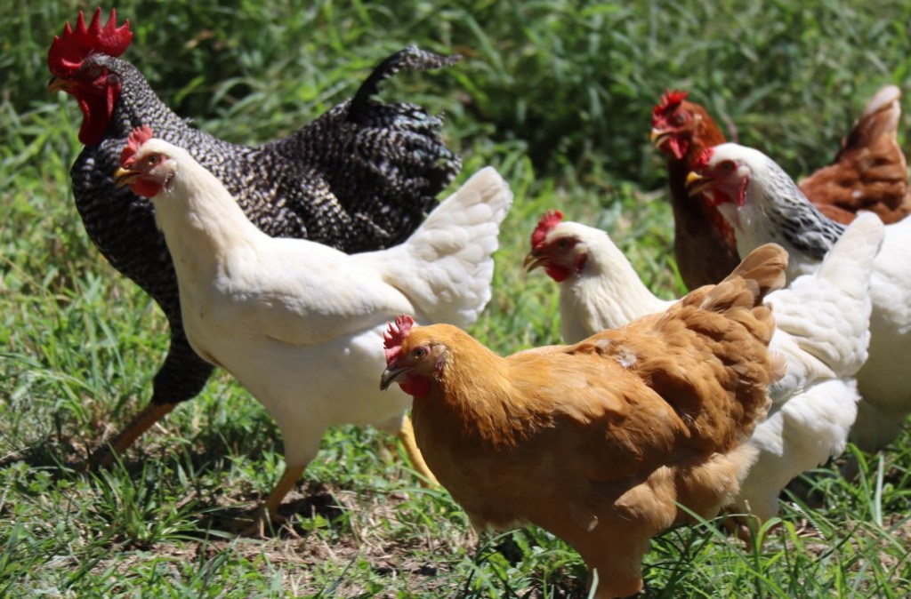 Flock of chickens walking in the grass