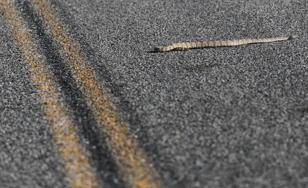 Snake crossing the road