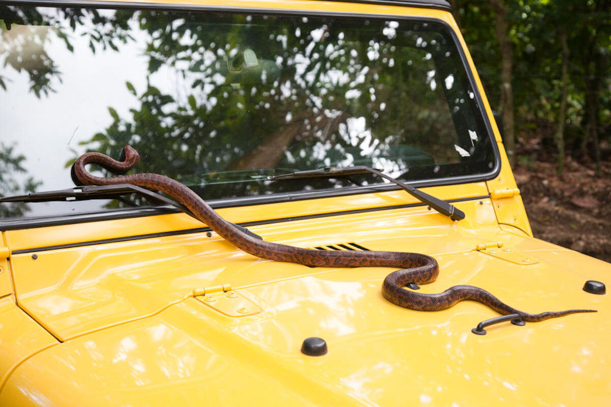 Snake on the hood of a yellow Jeep