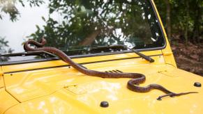 Snake on the hood of a yellow Jeep