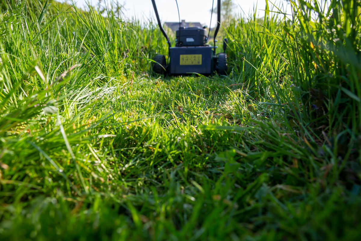 A lawn mower going through grass.