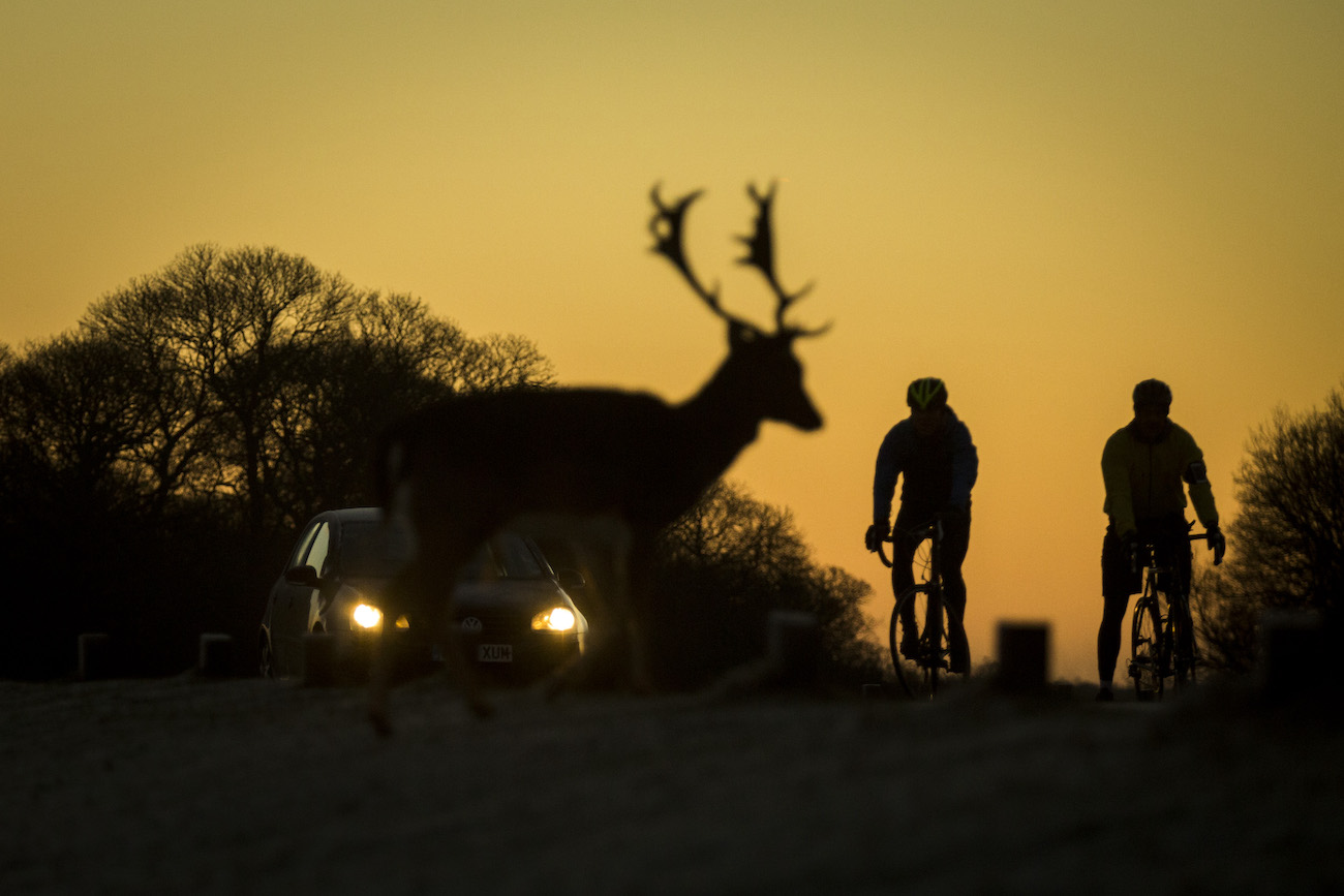 A car and two cyclists wait for deer to cross the road in Richmond Park instead of letting it become roadkill.