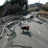 Fukushima road broken up with dog