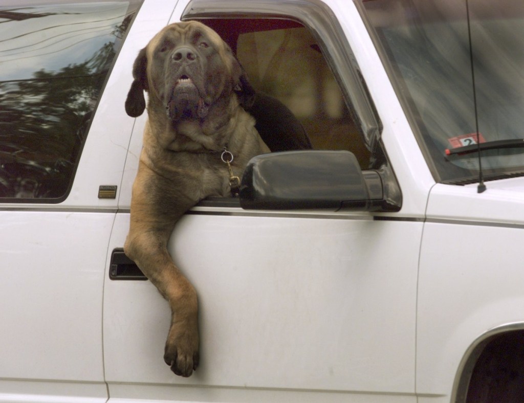 A big dog in truck