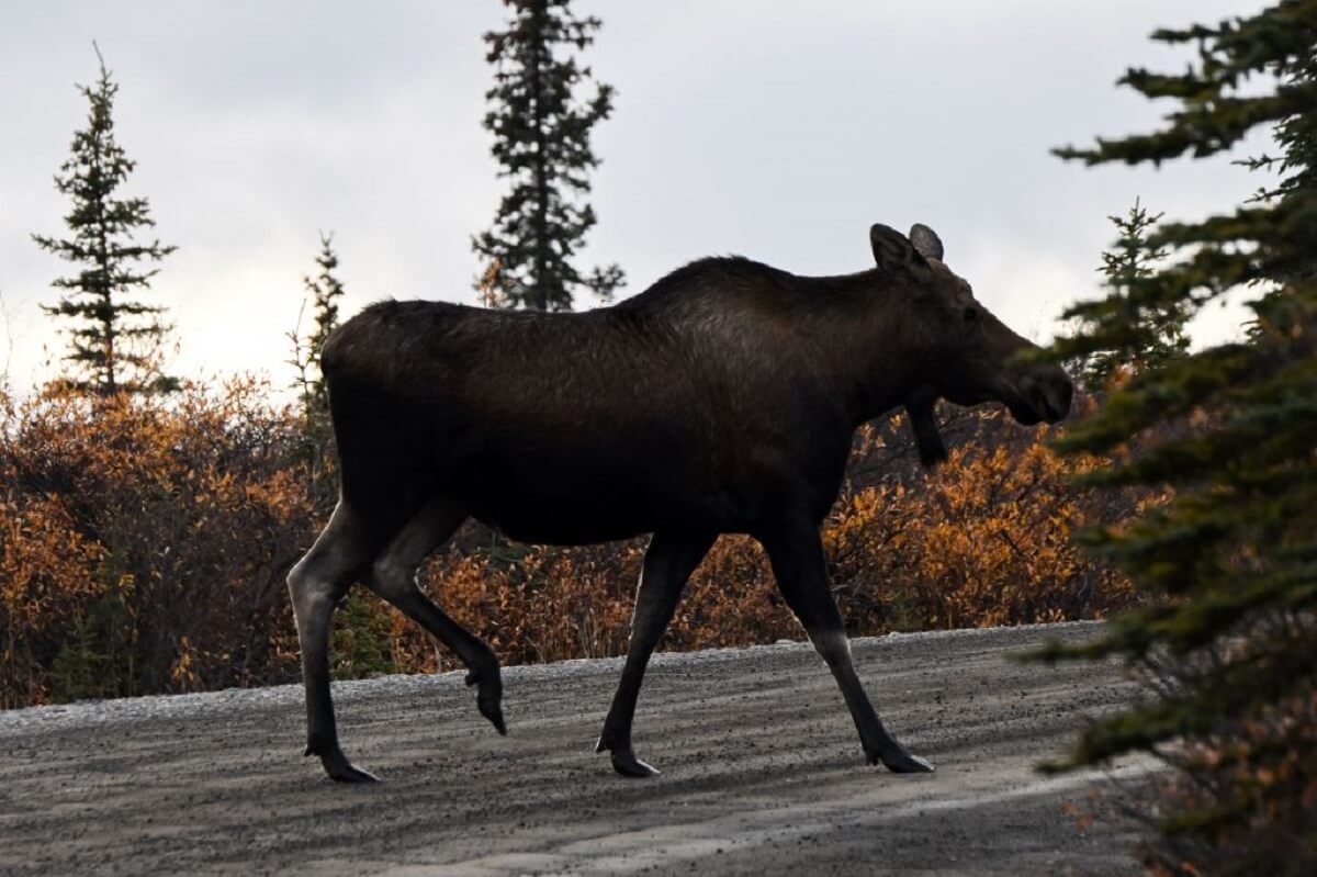 A moose crosses a road in Denali to find suitable plant life for eating.