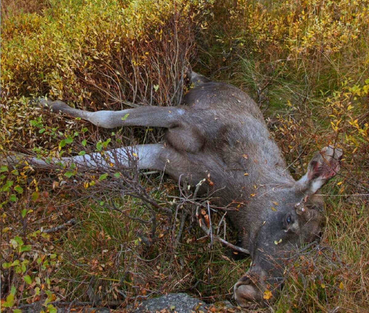 A dead moose by the side of a road.