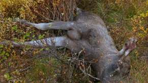 A dead moose by the side of a road.