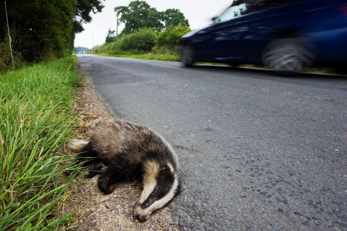 A roadkill badger on the side of a road in Sussex, England, as a blue car speeds past