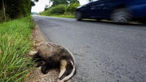 A roadkill badger on the side of a road in Sussex, England, as a blue car speeds past