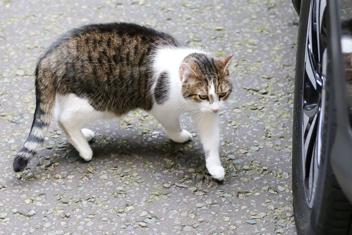 Chief Mouser to the Cabinet Office Larry the cat on Downing Street in London, United Kingdom (U.K.)