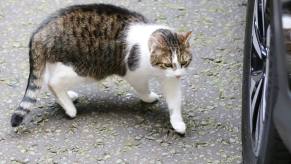Chief Mouser to the Cabinet Office Larry the cat on Downing Street in London, United Kingdom (U.K.)