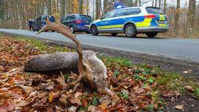 Deer roadkill killed by a wildlife vehicle collision after crossing a busy road near a forest