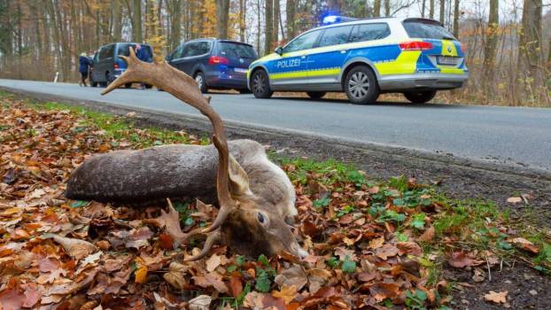 PETA Claims It’s Healthy and Humane to Eat Roadkill