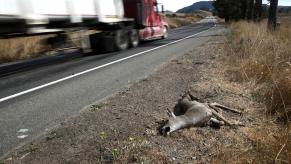 Deer roadkill in Nicasio, California, after a roadkill salvaging bill is approved in the state