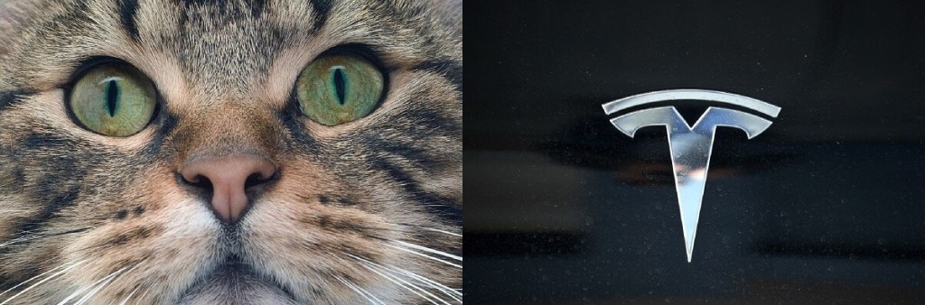 A cat's nose has a similar shape to a Tesla Motors emblem and logo.