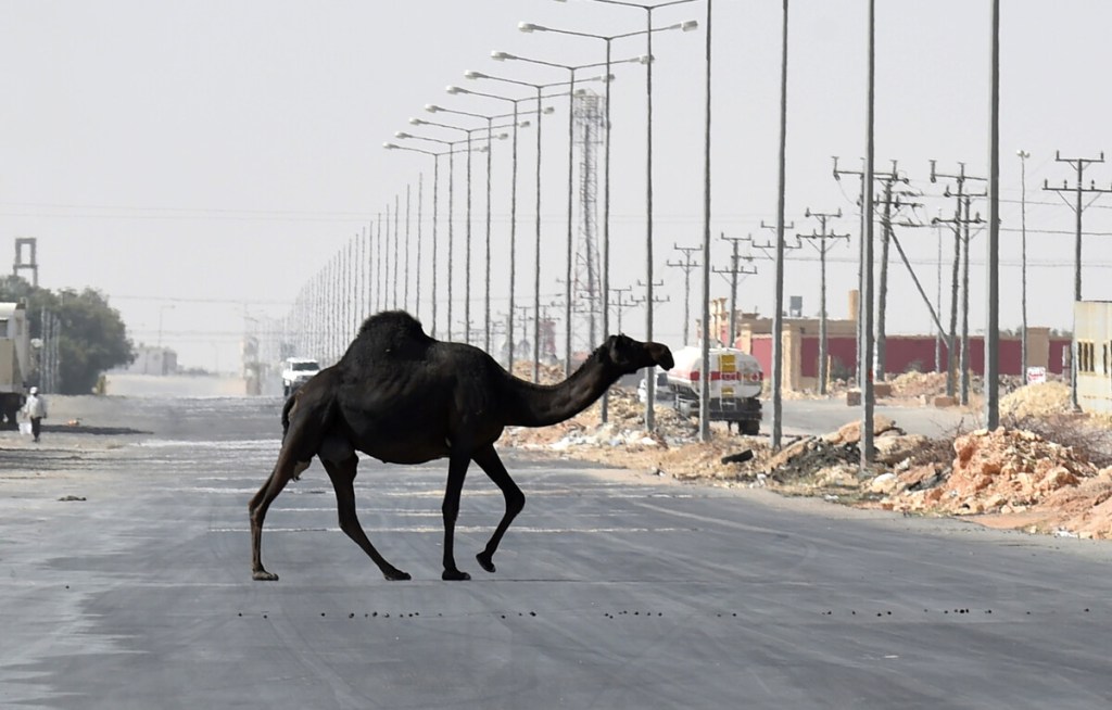 Camel crossing road 