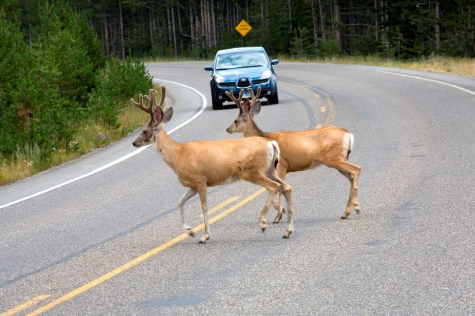 Mule deer crossing a road in a forest within Yellowstone National Park in Wyoming
