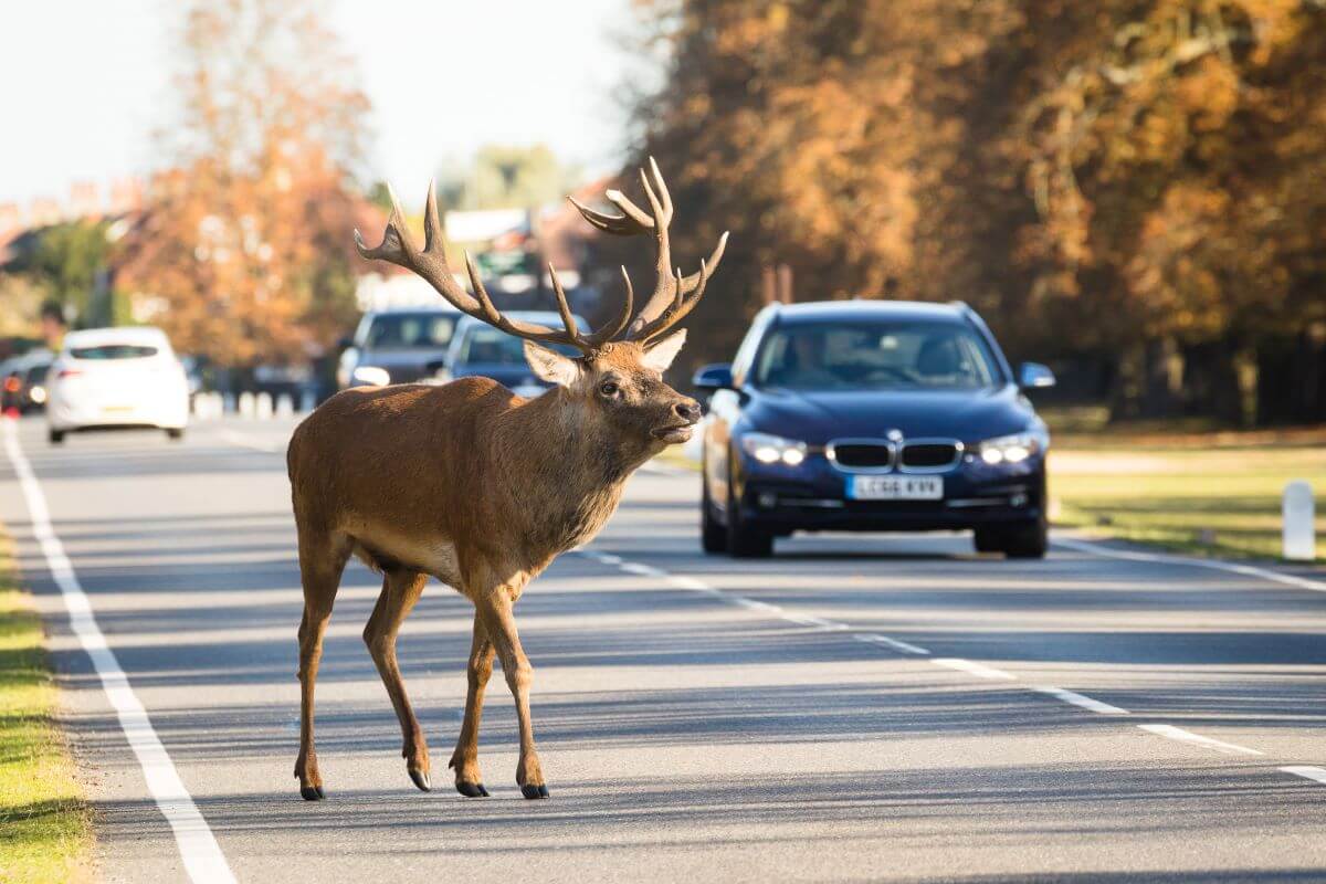 A stag deer crossing a road near tress in Bushy Park in London, England