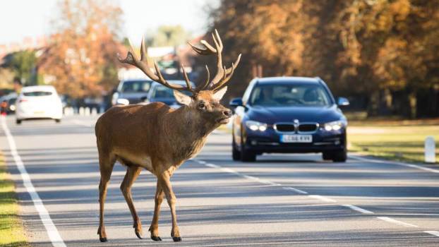 10 Tips to Prevent Deer and Other Wildlife Vehicle Collisions