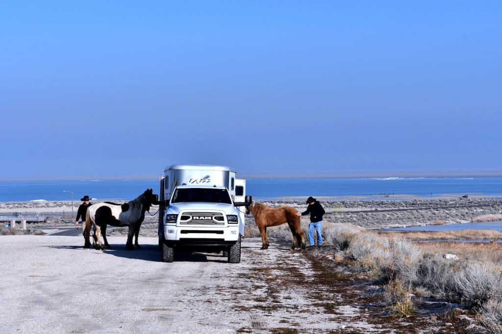A white fifth-gen Ram pickup truck pulling a trailer, horses standing on either side of it.