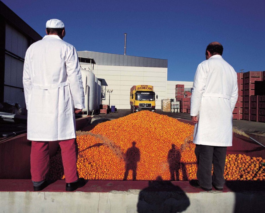 Two men stand in front of a huge pile of Florida oranges about to be loaded on to semi trucks.