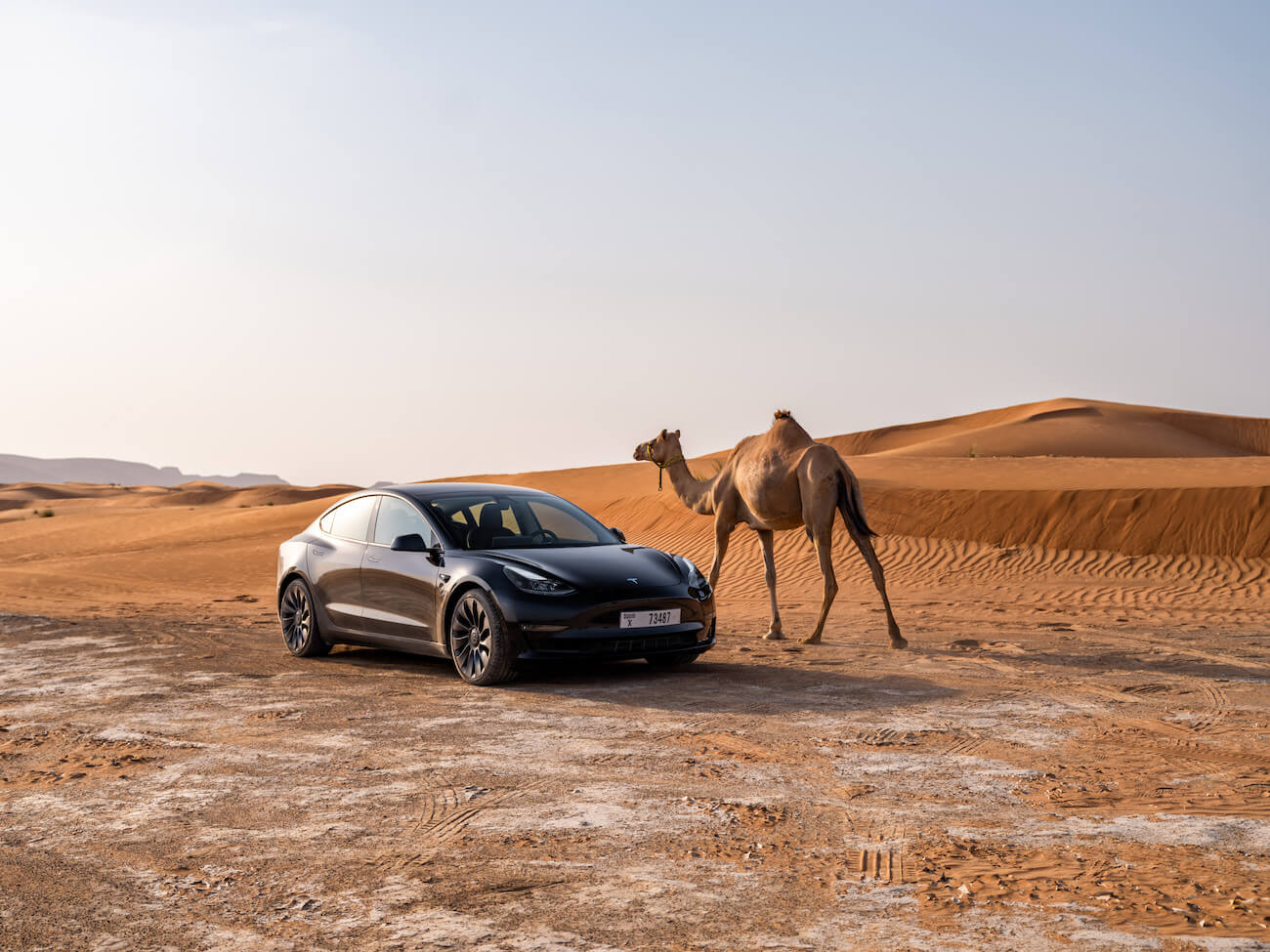 A black Tesla Model 3 next to a camel in the desert. Tesla prices are impacting the market.