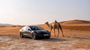 A black Tesla Model 3 next to a camel in the desert. Tesla prices are impacting the market.