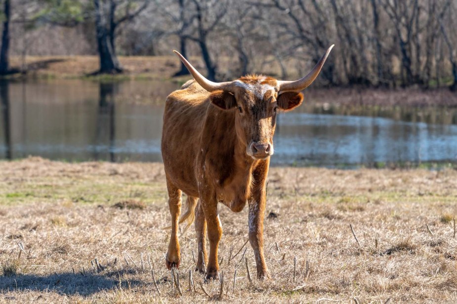 Brown longhorn cow standing in a pasture in Texas, a pond visible in the background.