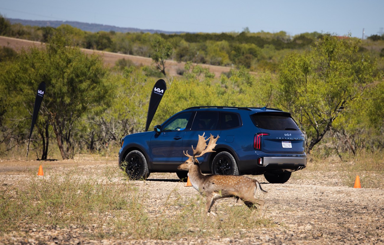 A blue 2023 Kia Telluride rear shot in front of some wildlife. The Kia Telluride and Palisade both share some things in common.