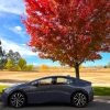 The 2023 Toyota Prius Prime sitting in front aof a colorful tree.