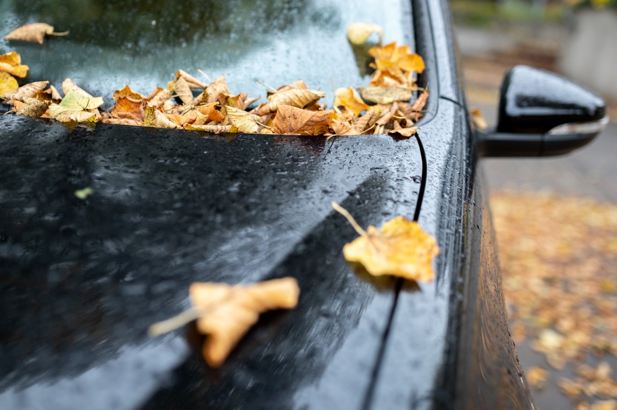 Fall leaves ruin your car paint