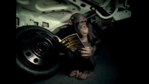 The trunk monkey hides in a trunk