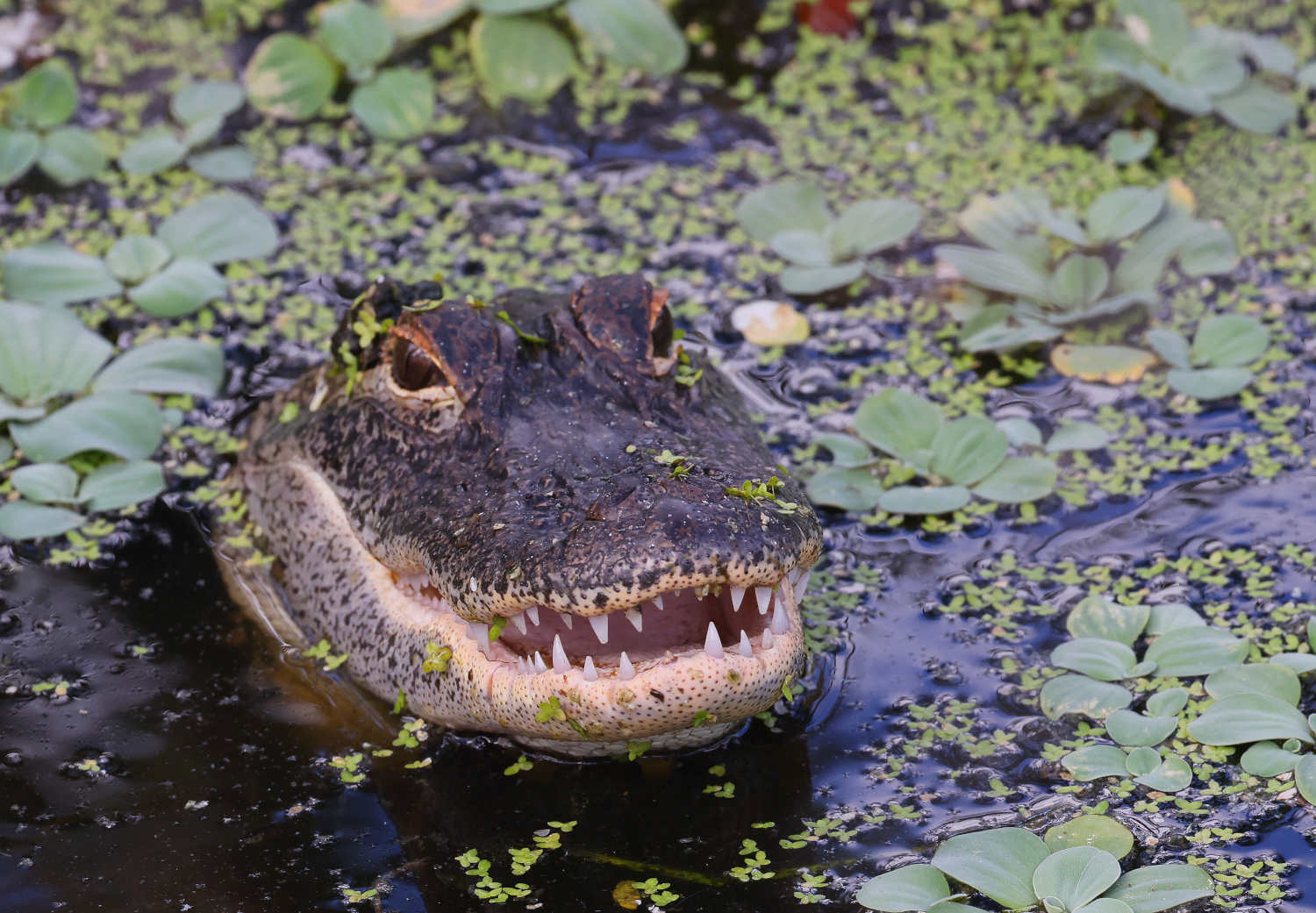 Haunted Florida highways and interstates always have alligators nearby
