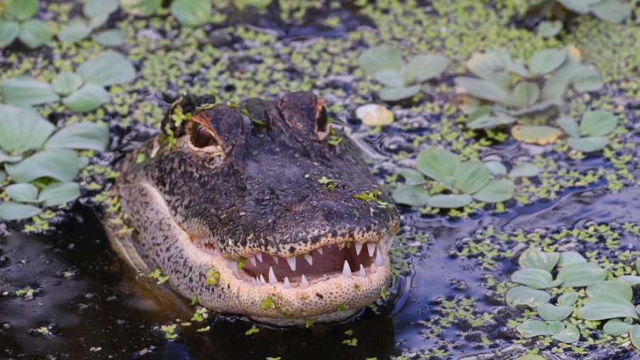Haunted Florida highways and interstates always have alligators nearby