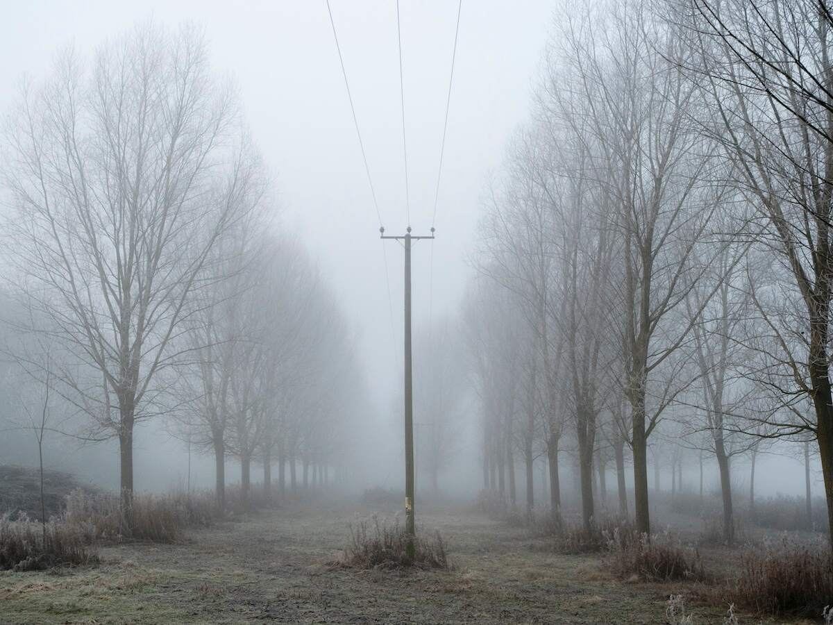 Haunted roads: A foggy road lined with trees