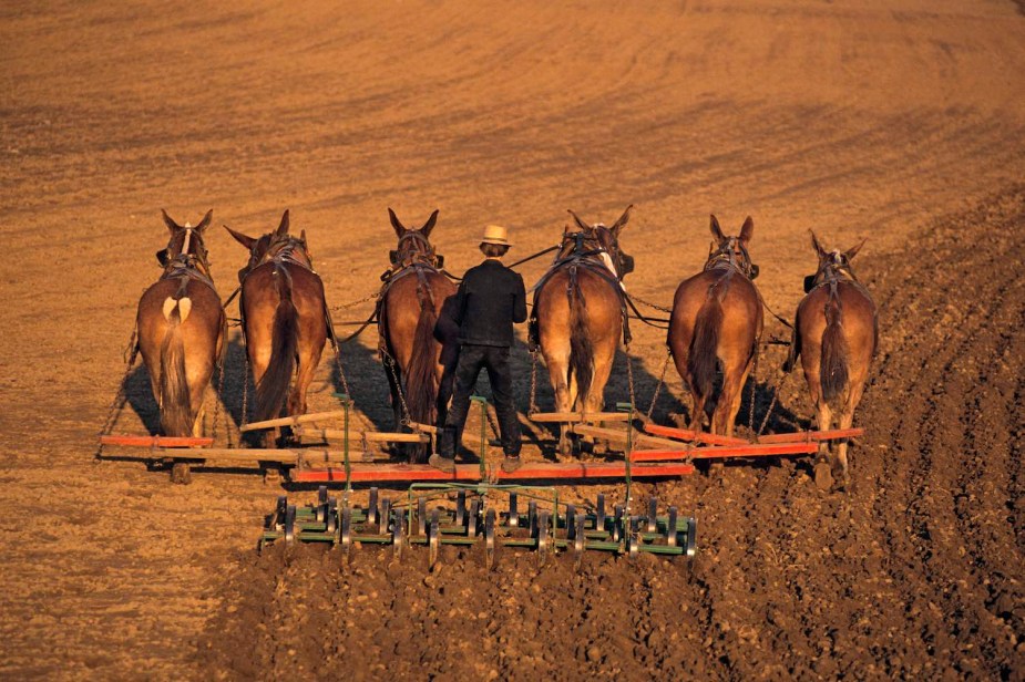 An Amish farmer rides a plow pulled through his field by a large team of horses.