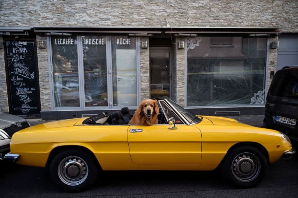 A dog sits in a cabriolet.