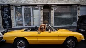 A dog sits in a cabriolet.