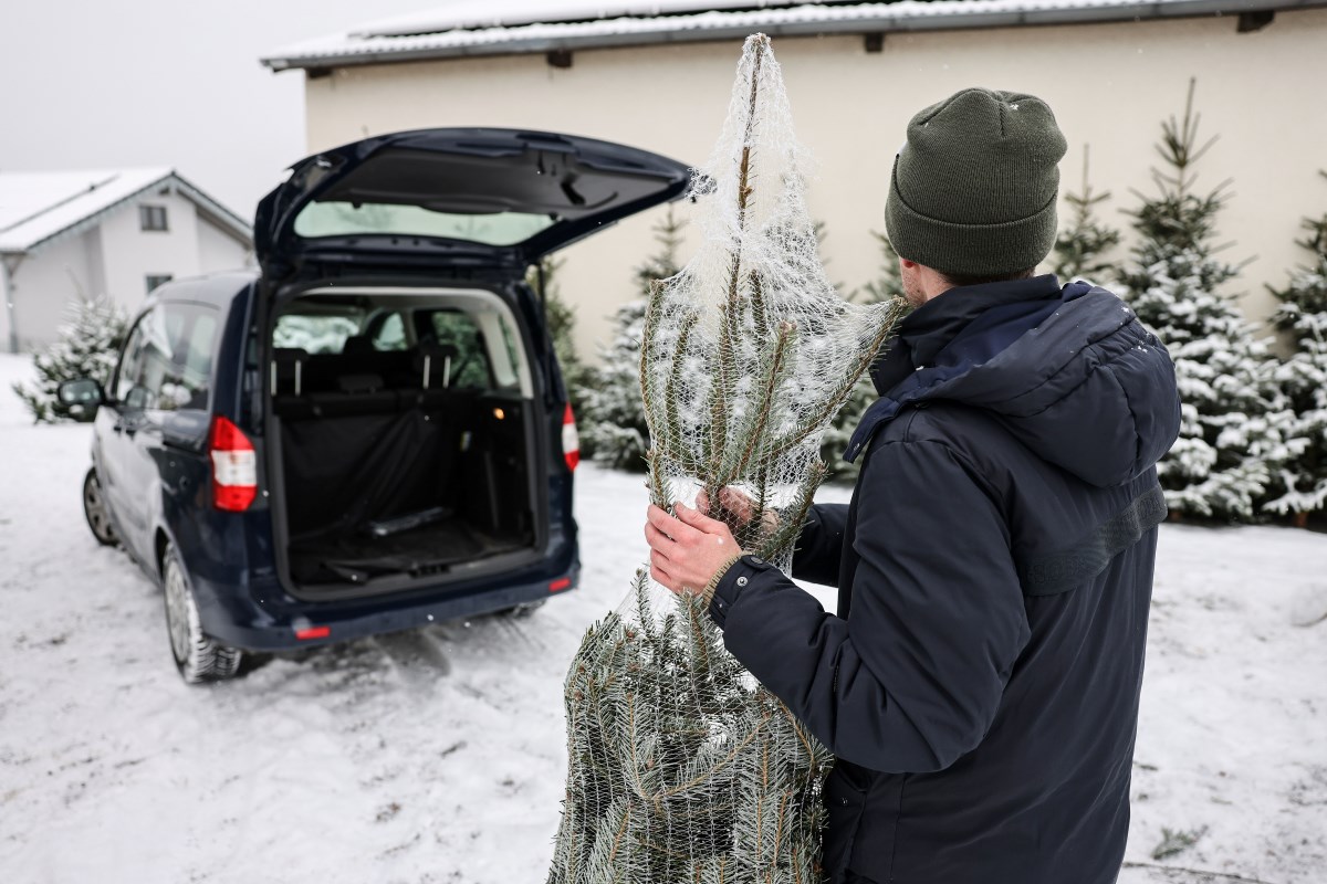 A wrapped Christmas tree before going into a car