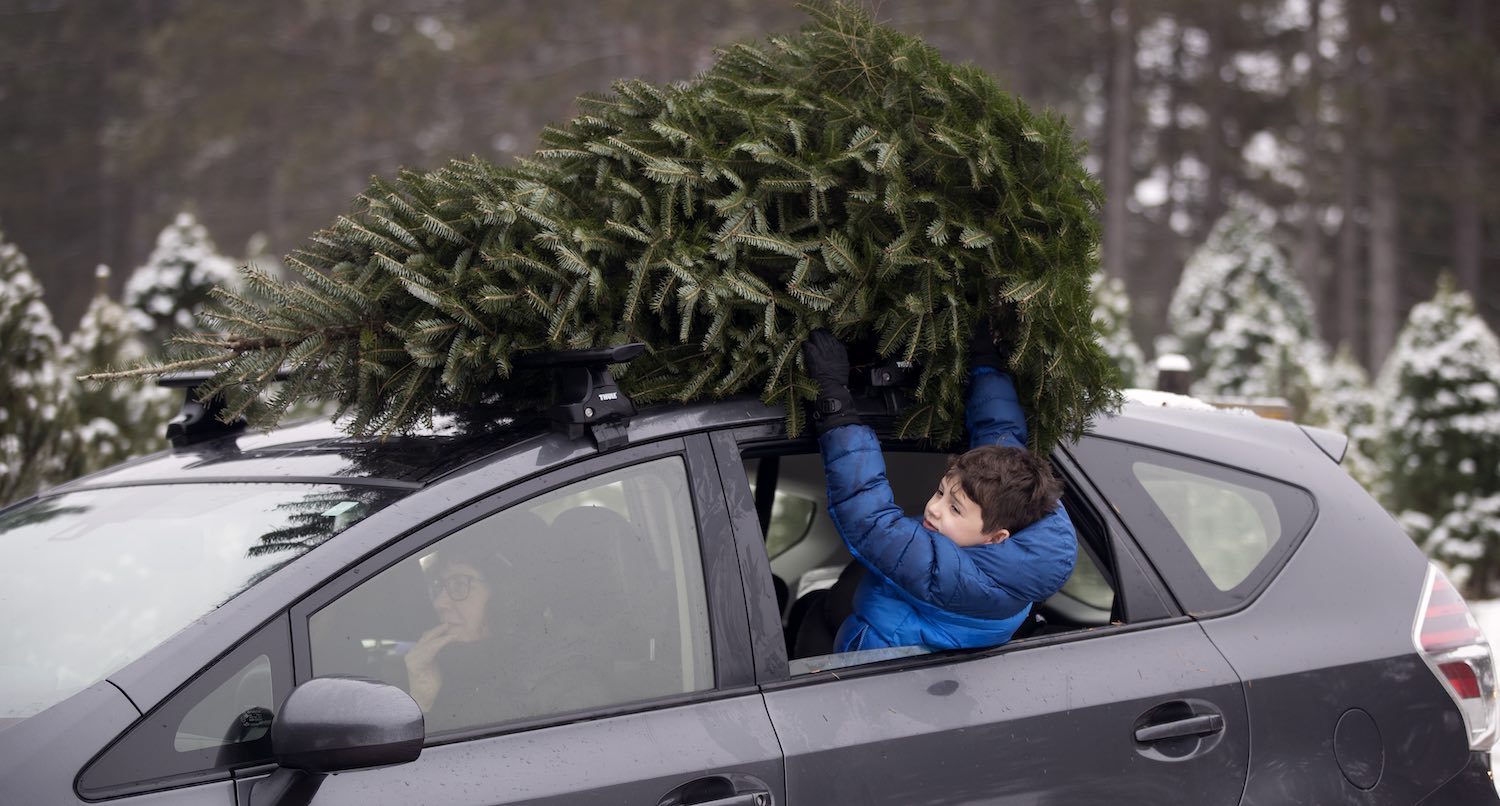 7 year old boy leans out a car window to hold a Christmas tree down on the roof rack of his mom's SUV